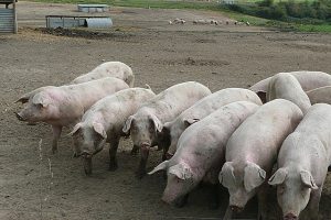 pigs