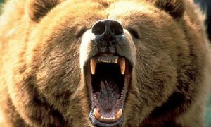 angry-bear
