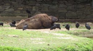 animal-mort-zoo-venezuela