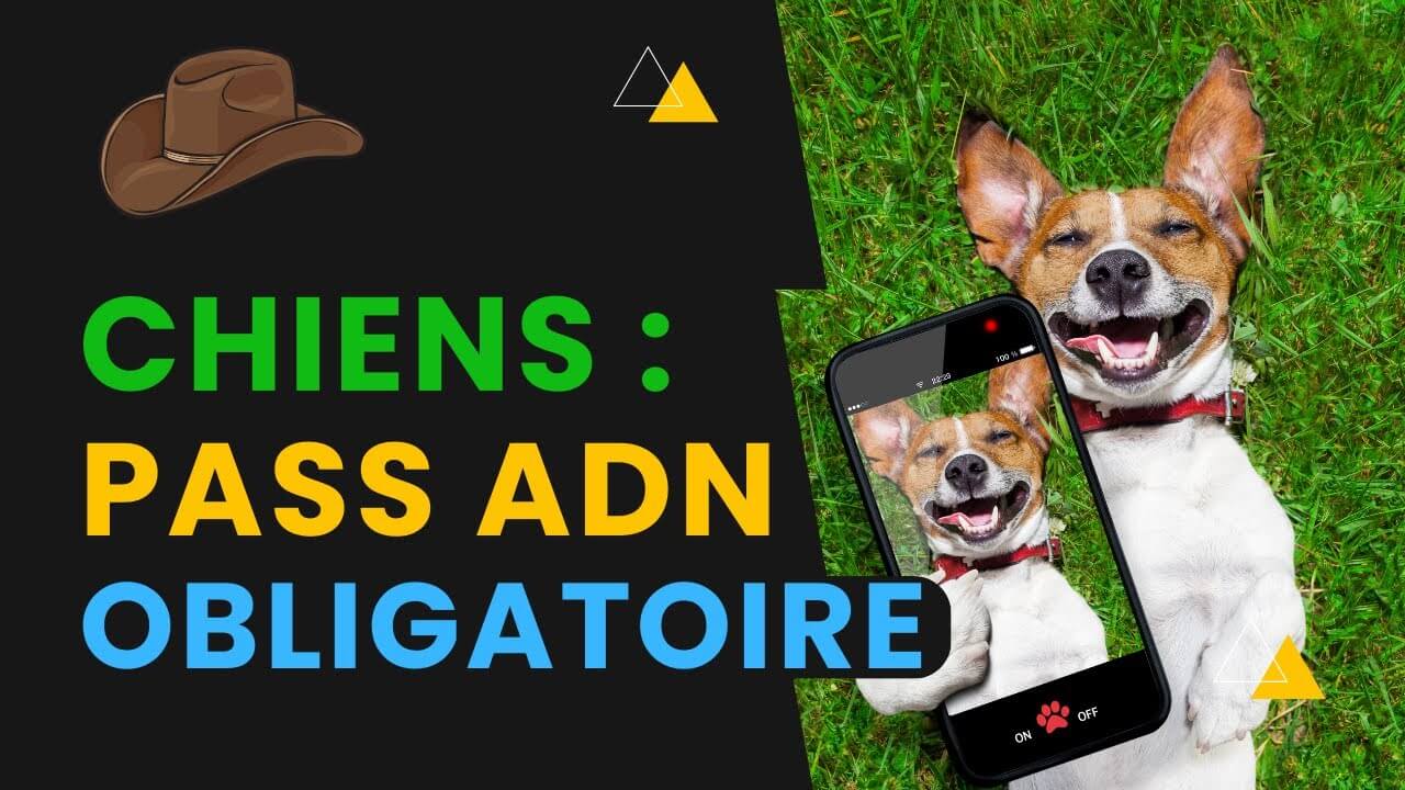Maintenant, Votre Chien Devra Avoir Un Pass ADN